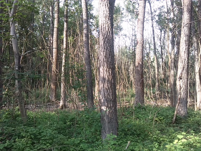 53a-Gemeinde Petersberg Mösthinsdorf Südteil Blick Nach Norden (1)