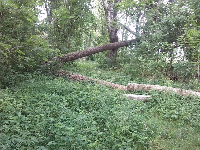 54a-Gemeinde Petersberg Mösthinsdorf Südosttteil Blick Auf Weg Am Ostrand Nach Norden (1)