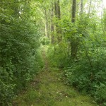 56a-Gemeinde Petersberg Mösthinsdorf Südosttteil Blick Auf Weg Am Südrand Nach Westen (1)