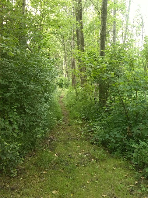56a-Gemeinde Petersberg Mösthinsdorf Südosttteil Blick Auf Weg Am Südrand Nach Westen (1)