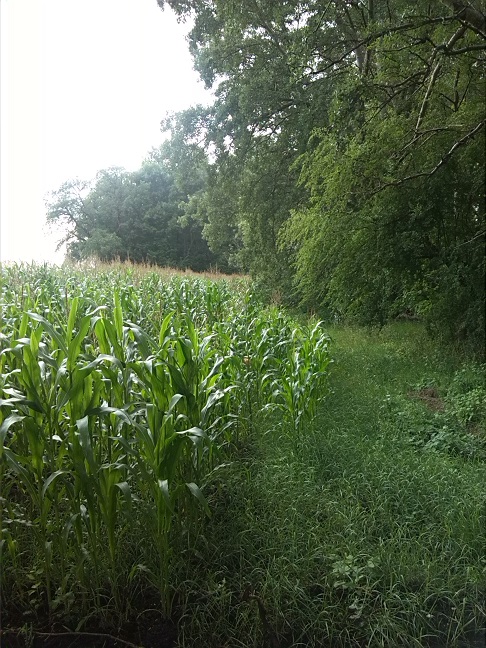 57a-Gemeinde Petersberg Mösthinsdorf Südosttteil Blick Auf Südrand Nach Westen (1)