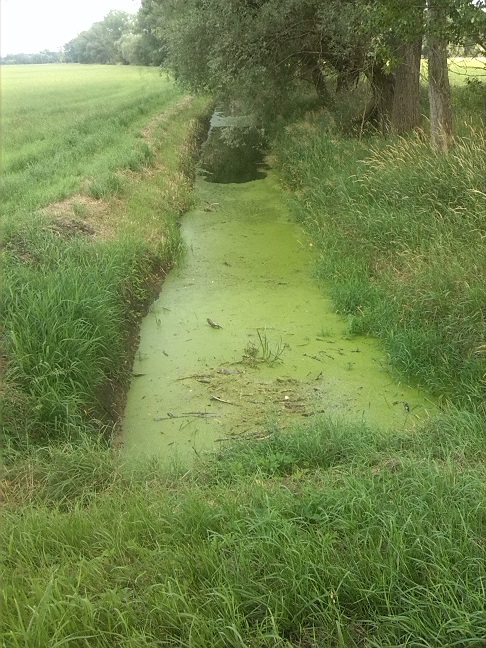 61a-Gemeinde Petersberg Mösthinsdorf K2065 Verbindung Nach Schortewitz Blick Auf Graben Nach Osten (1)