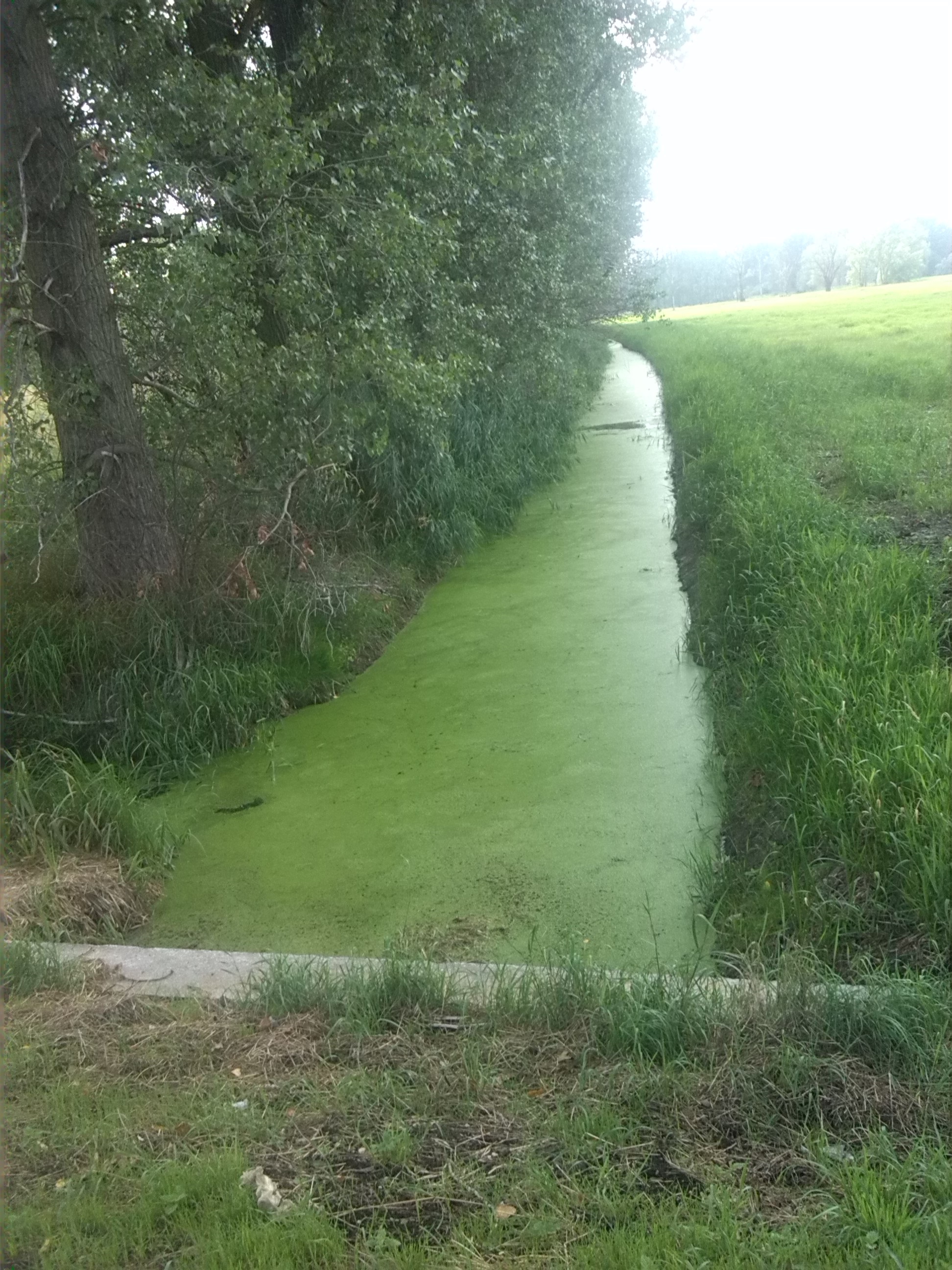 62a-Gemeinde Petersberg Mösthinsdorf K2065 Verbindung Nach Schortewitz Blick Auf Graben Nach Westen (2)