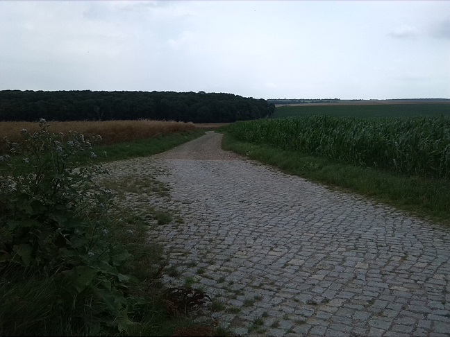 6a-Weg Aus Richtung Gatersleben Blick Zum Hakel Von Süden (2)