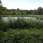 8a-Halle Am Heidebad Blick Zum Heidesee Nach Südwesten (1)