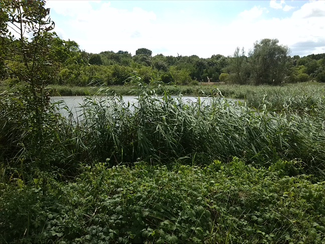 8a-Halle Am Heidebad Blick Zum Heidesee Nach Südwesten (1)
