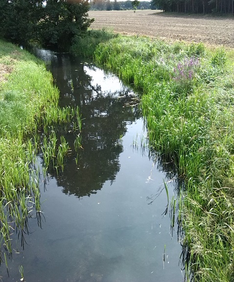 11a-Neugraben Aufwärts Nach Osten Zwischen Uebigau & Bomsdorf (1)