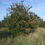 14a-Apfel Nordöstlich Von Aussichtsstand Oberhalb Mündung Weiße Elster In Saale (1)
