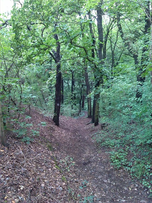 14a-Halle Hoher Weg Weg Von Felsen Zu Nebental Fiebiger Grund & Wiese Amselgrund Blick Nach Süden (3)