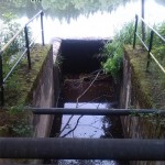 15a-Elbingstalsteich Südwestecke Blick Nach Norden (1)