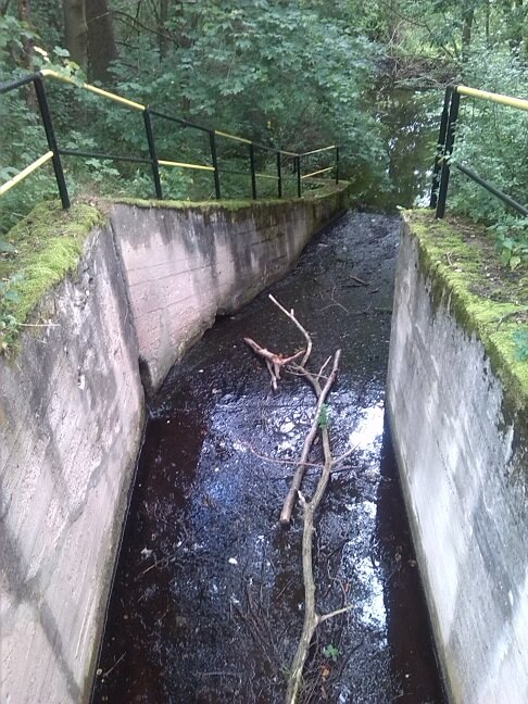 16a-Elbingstalsteich Südwestecke Blick Nach Süden In Richtung Selke (1)
