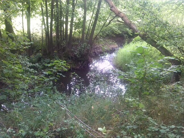 17a-Selke Zwischen Elbingstalsteich & Strassberg (2)