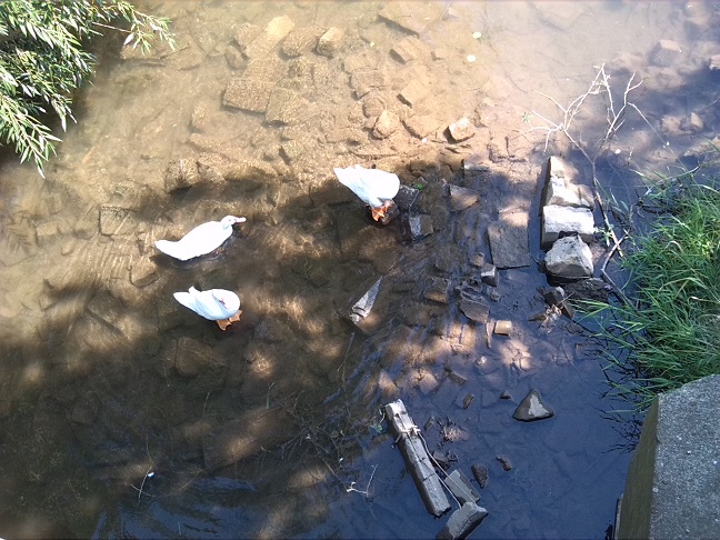 18a-Heringen Blick Von Brücke Nördlich Ernst-Thälmann-Straße Auf Helme Flussabwärts Nach Osten (1)