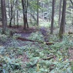 1a-Erste Quelle Selke Am Weg Von Stiege Nach Albrechtshaus (2)