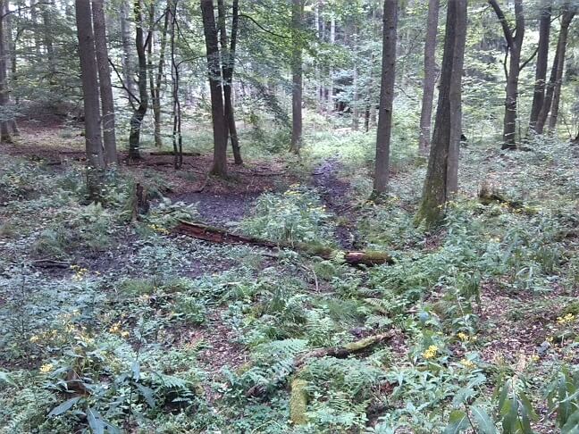 1a-Erste Quelle Selke Am Weg Von Stiege Nach Albrechtshaus (2)