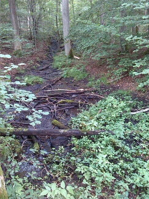 2a-Zweite Quelle Selke Am Weg Von Stiege Nach Albrechtshaus (1)