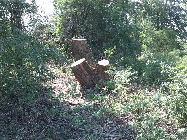 37a-Berga-Kelbra Entlang Weg Zwischen Rieth & Nebenhelme (1)