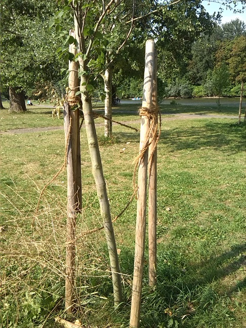 3a-Nordteil Ziegelwiese Flatterulme (1)