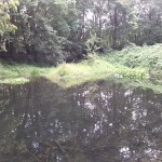 4a-Halle Amselgrund Blick Nach Nordwesten Auf Oberen Teich (2)