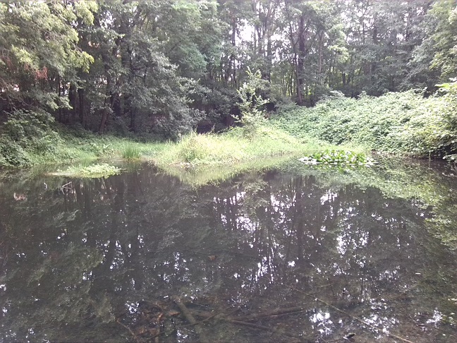 4a-Halle Amselgrund Blick Nach Nordwesten Auf Oberen Teich (2)