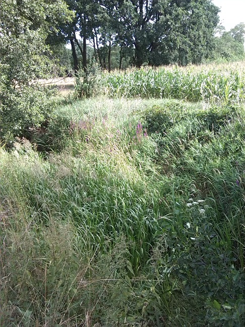 4a-Scheidelache Blick Abwärts Nach Nordwesten Zwischen Uebigau & Bomsdorf (1)