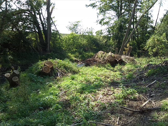 51a-Berga-Kelbra Thyra Vor Einmündung In Helme Blick Nach Westen (1)