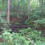 5a-Dritte Selkequelle Am Weg Zwischen Stiege & Albrechtshaus