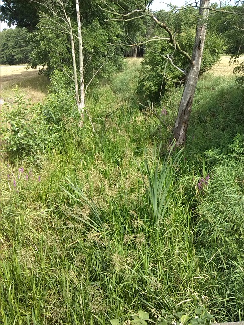 5a-Scheidelache Blick Abwärts Nach Nordwesten Zwischen Uebigau & Bomsdorf (1)