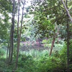 6a-Halle Amselgrund Nordrand Unterer Teich Blick Nach Süden (1)