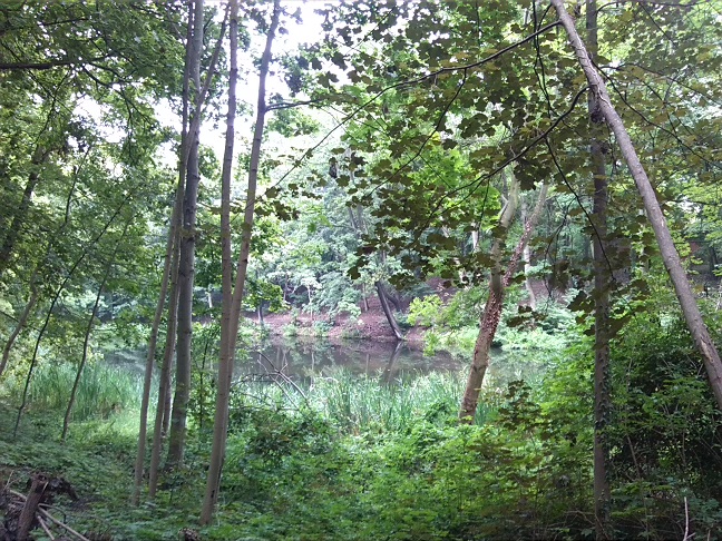 6a-Halle Amselgrund Nordrand Unterer Teich Blick Nach Süden (1)