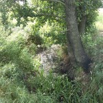 6a-Scheidelache Blick Aufwärts Nach Süden Zwischen Uebigau & Bomsdorf (2)