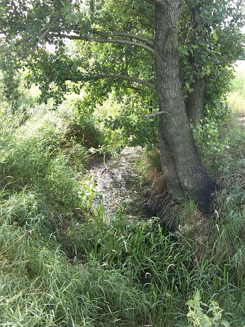 6a-Scheidelache Blick Aufwärts Nach Süden Zwischen Uebigau & Bomsdorf (2)