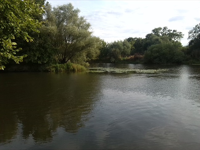 7a-Einmündung Stilles Wasser In Weiße Elster (2)