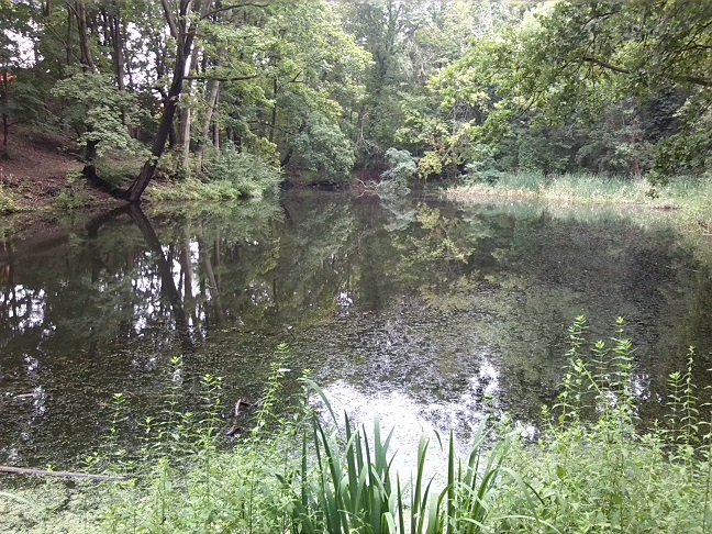 7a-Halle Amselgrund Ostrand Unterer Teich Blick Nach Westen (2)