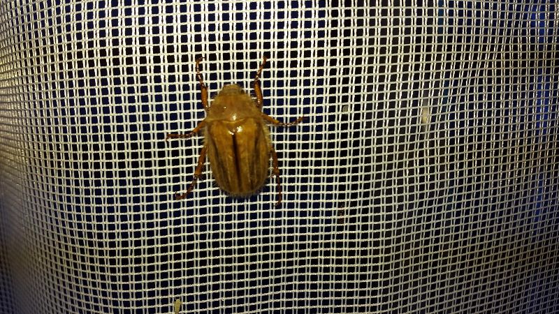 Julikäfer angelockt durch helles Licht einer Lampe