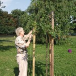 Reparatur der Beschädigungen auf der Ziegelwiese (12)