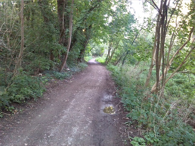 25a-Halle Weg Zwischen Weinberg & Wilde Saale Blick Nach Nordosten (1)