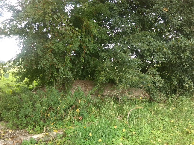 26a-Taucha Seegeritz Blick Auf Gehölzstreifen An Hasengraben Nach Westen Kurz Vor Einmündung In Parthe (1)