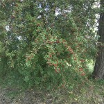 28a-Taucha Seegeritz Blick Auf Gehölzstreifen Mit Weißdorn An Hasengraben Nach Osten Südlich Brücke Seegritzer Weg (1)