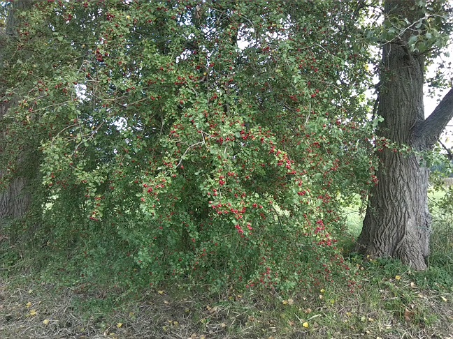 28a-Taucha Seegeritz Blick Auf Gehölzstreifen Mit Weißdorn An Hasengraben Nach Osten Südlich Brücke Seegritzer Weg (1)