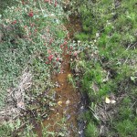 32a-Taucha Seegeritz Brücke Seegritzer Weg Blick Auf Hasengraben Nach Südosten Bachabwärts In Richtung Einmündung In Parthe (1)