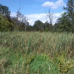 43a-Leipzig-Schönefeld-Abtnauendorf-Abtnaundorfer Park-Feuchtgebiet Im Zentralteil (2)