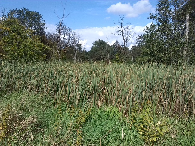 43a-Leipzig-Schönefeld-Abtnauendorf-Abtnaundorfer Park-Feuchtgebiet Im Zentralteil (2)