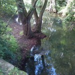 46a-Leipzig-Schönefeld-Abtnauendorf-Parthe Nordöstlich Ossietzkystraße Blick Flussabwärts Nach Südwesten (1)