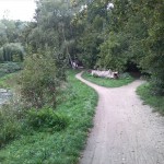 62a-Leipzig Rosental Weg Unweit Rosentalhügel & Teich & Mündung Parthe In Weiße Elster Blick Nach Nordwesten (2)