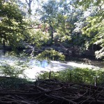 6a-Halle Amselgrund Blick Nach Südwesten Zu Mittleren Teich (2)