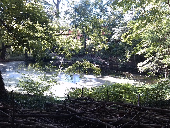 6a-Halle Amselgrund Blick Nach Südwesten Zu Mittleren Teich (2)