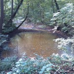 72a-Schkeuditz Auenwald Alte Luppe Zwischen Am Wasserwek & Maßlauer Linie Blick Flussabwärts Nach Westen (1)