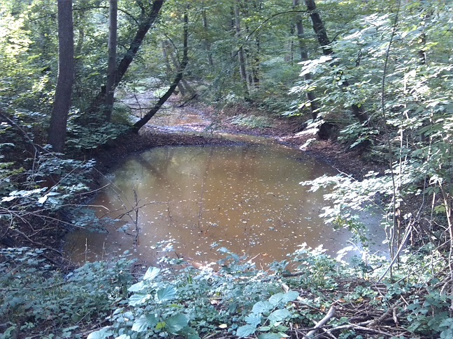 72a-Schkeuditz Auenwald Alte Luppe Zwischen Am Wasserwek & Maßlauer Linie Blick Flussabwärts Nach Westen (1)