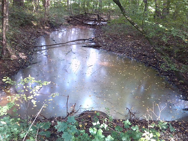 73a-Schkeuditz Auenwald Alte Luppe Zwischen Am Wasserwek & Maßlauer Linie Blick Flussaufwärts Nach Nordosten (2)